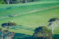 Rural scene rolling land and trees in morning light as farmer rides farm bike