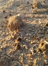 Close up the trail of the sheep flock, natural and ecological compost. Agricultural area in the center of the Iberian Peninsula, o