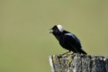 Singing Bobolink bird perched on a fence post Royalty Free Stock Photo