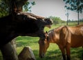 Rural scene in streams with horse yawning