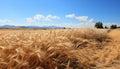 Rural scene summer farm landscape, blue sky, yellow wheat meadow generated by AI Royalty Free Stock Photo