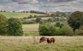 Countryisde view with sheep Royalty Free Stock Photo