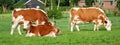 Rural scene with three red white Dutch cows Royalty Free Stock Photo