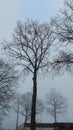 Tree silhouettes. Bare branches. Countryside.