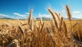 Rural scene wheat farm, yellow meadow, ripe barley, blue sky generated by AI Royalty Free Stock Photo