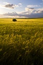 Crops lit by sunlight, Apulia, Italy