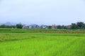 Rural scene in yangshuo Royalty Free Stock Photo