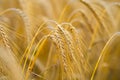 Rural scenery. Background of ripening wheat field. Crops field. Field landscape. Wheat wheats field