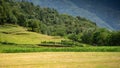 Vineyards and meadows in Camonica Valley, Lombardy, Italy Royalty Free Stock Photo