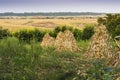 Rural scenery in Moldavia with dry corn fields