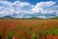 Rural scenery with poppy field Royalty Free Stock Photo