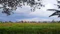 rural scenery with rice fields and settlements with cloudy weather Royalty Free Stock Photo