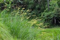 Rural Scenery Yellow Hairy Grassland Flowers In The Wind In Agricultural Area At Village Royalty Free Stock Photo