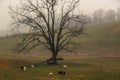 Rural scenes in Stokesville, Virginia, USA