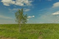 Rural scenic view green field and lonely tree summer clear weather day time Royalty Free Stock Photo