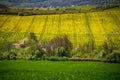 Rural Serenity: Spring Blossoms in the Agricultural Landscape. A Flourish of Spring: Rapeseed and Wheat Fields Blossoming with