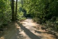 Single Lane Road through a Forest