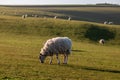 A rural South Downs landscape with a flock of sheep grazing on a hillside Royalty Free Stock Photo