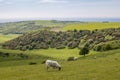 A rural South Downs view with grazing sheep in springtime Royalty Free Stock Photo