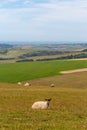 A rural South Downs view with a sheep in the foreground Royalty Free Stock Photo
