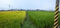 Taiwan, south, countryside, blue sky and white clouds, green, rice fields