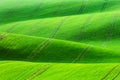 Rural spring agriculture texture background. Green waves hills in South Moravia, Czech Republic. Green fields landscape Royalty Free Stock Photo