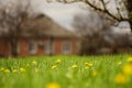 Rural spring garden with vivid green grass and yellow dandelion flowers Royalty Free Stock Photo
