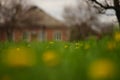 Rural spring garden with vivid green grass and yellow dandelion flowers on brick house background Royalty Free Stock Photo