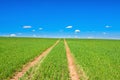 Rural spring landscape with field road and blue sky