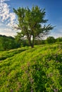 rural spring landscape with sunrise, a blossoming flowers meadow. panorama sunrise Royalty Free Stock Photo