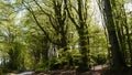 Rural Spring scene of beech trees in the countryside of Devon South West England