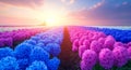 In a rural spring scene, expansive plowed fields are highlighted by colorful flowers and dramatic sunset clouds Royalty Free Stock Photo
