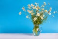 Rural still-life - bouquet of chamomile Matricaria recutita in a glass jug