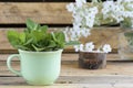 Rural still life with a green cup of melissa officinalis Royalty Free Stock Photo