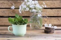 Rural still life with a green cup of mint Royalty Free Stock Photo