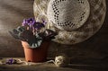 Rural still life with pansy Royalty Free Stock Photo