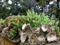A rural stone flowerbed of green succulents