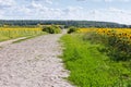 Rural stone paved road among the flowering sunflowers fields Royalty Free Stock Photo