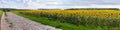 Rural stone paved road among the flowering sunflowers fields Royalty Free Stock Photo