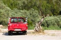 Red, old pick-up truck vehicle and a solitare olive tree stands alone in Greece Royalty Free Stock Photo