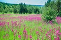 Rural summer landscape with the a blossoming meadow