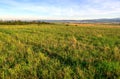 Rural summer landscape.