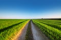 Rural summer landscape with green grass, curved dirt road Royalty Free Stock Photo