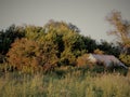 Old abandoned house hidden in trees in the wood Royalty Free Stock Photo