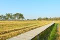 Rural summer landscape,the green and yellow agricultural field with Blue Sky, Wood bridge over the field Royalty Free Stock Photo