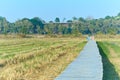 Rural summer landscape,the green and yellow agricultural field with Blue Sky, Wood bridge over the field Royalty Free Stock Photo