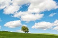 Rural summer landscape, lonely tree on a green field with beautiful cloudy sky, Germany Royalty Free Stock Photo