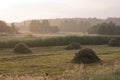 Rural summer landscape (Poland)