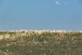 Rural summer landscape.