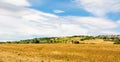 Rural summer landscape with sunflower fields and olive fields near Porto Recanati in the Marche region, Italy Royalty Free Stock Photo